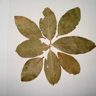 Bay Leaves (Tez Patta) 100g